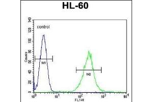 Flow Cytometry (FACS) image for anti-KH Domain Containing 3-Like, Subcortical Maternal Complex Member (KHDC3L) (AA 20-48), (N-Term) antibody (ABIN655185)