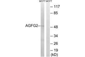 Western blot analysis of extracts from MCF-7 cells, using AGFG2 Antibody.
