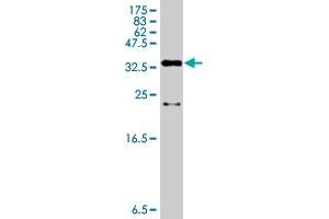 Western Blot detection against Immunogen (36. (DBF4 抗体  (AA 2-98))