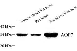 Western blot analysis of Aquaporin 7 (ABIN7073108) at dilution of 1: 800 (Aquaporin 7 抗体)
