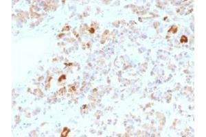 IHC testing of FFPE human pituitary gland stained with Luteinizing Hormone alpha antibody (clone LHa/756). (LH alpha 抗体)