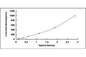 ELISA image for KIT Ligand (KITLG) ELISA Kit (ABIN431526)