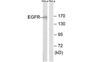 Western blot analysis of extracts from HeLa cells, using EGFR (Ab-1026) Antibody. (EGFR 抗体  (AA 991-1040))