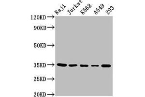 Western Blot Positive WB detected in: Raji whole cell lysate, Jurkat whole cell lysate, K562 whole cell lysate, A549 whole cell lysate, 293 whole cell lysate All lanes: TAL1 antibody at 5.