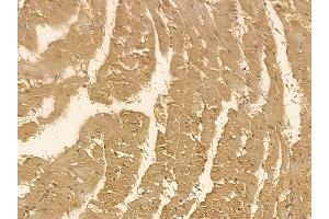 DRP1 Mouse Monoclonal Antibody at 1/100 staining rat heart tissue by IHC-P. (Dynamin 1-Like 抗体)
