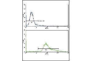 Flow cytometric analysis of hela cells using GMPS Antibody (bottom histogram) compared to a negative control cell (top histogram)FITC-conjugated goat-anti-rabbit secondary antibodies were used for the analysis. (GMP Synthase 抗体  (AA 296-325))