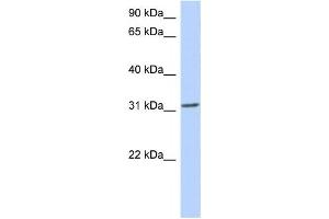 Western Blotting (WB) image for anti-Goosecoid Homeobox (GSC) antibody (ABIN2457934) (GSC 抗体)