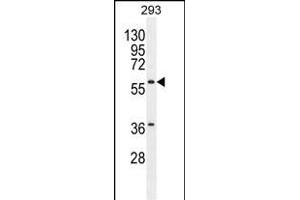 C Antibody (Center) (ABIN655404 and ABIN2844950) western blot analysis in 293 cell line lysates (35 μg/lane). (Carboxypeptidase A2 抗体  (AA 179-208))