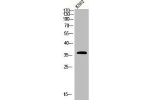 Western Blot analysis of K562 cells using CLP36 Polyclonal Antibody (PDLIM1 抗体  (Internal Region))