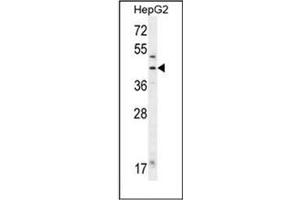 Western blot analysis of Fumarylacetoacetase Antibody (N-term) in HepG2 cell line lysates (35ug/lane). (FAH 抗体  (N-Term))