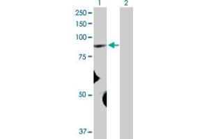 Western Blot analysis of FBXO40 expression in transfected 293T cell line by FBXO40 MaxPab polyclonal antibody. (FBXO40 抗体  (AA 1-709))