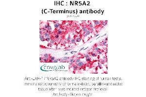 Image no. 1 for anti-Nuclear Receptor Subfamily 5, Group A, Member 2 (NR5A2) antibody (ABIN1737518) (NR5A2 + LRH1 抗体)