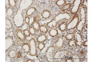 Immunoperoxidase of purified MaxPab antibody to BSND on formalin-fixed paraffin-embedded human kidney. (BSND 抗体  (AA 1-320))