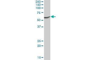 SERPINF2 MaxPab polyclonal antibody. (alpha 2 Antiplasmin 抗体  (AA 1-491))
