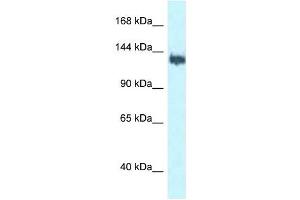 Western Blot showing BAG6 antibody used at a concentration of 1 ug/ml against MCF7 Cell Lysate (BAT3 抗体  (C-Term))