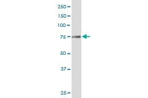 TGM7 MaxPab polyclonal antibody. (Transglutaminase 7 抗体  (AA 1-710))