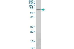 PAX7 monoclonal antibody (M06), clone 3H1. (PAX7 抗体  (AA 411-520))