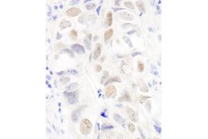 anti-Anillin, Actin Binding Protein (ANLN) (AA 1074-1124) antibody
