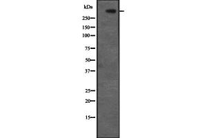Western blot analysis of CENPF expression in Hela cell lysate,The lane on the left is treated with the antigen-specific peptide. (CENPF 抗体  (C-Term))