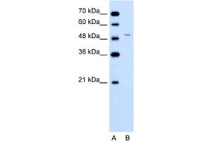 WB Suggested Anti-FECH Antibody Titration:  0. (FECH 抗体  (N-Term))