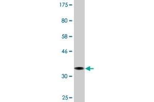 Western Blot detection against Immunogen (36. (AMPD2 抗体  (AA 86-185))