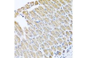 Immunohistochemistry of paraffin-embedded mouse stomach using GFER antibody at dilution of 1:100 (x40 lens). (GFER 抗体)