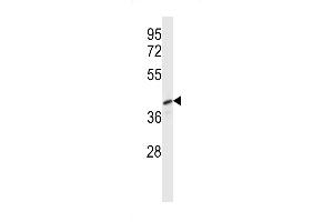 Western Blotting (WB) image for anti-Pellino E3 Ubiquitin Protein Ligase Family Member 3 (PELI3) (AA 1-30), (N-Term) antibody (ABIN657376)