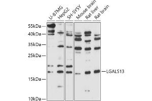 Western blot analysis of extracts of various cell lines, using LG antibody (ABIN7268198) at 1:1000 dilution. (LGALS13 抗体  (AA 30-139))