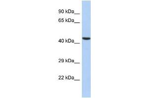Host:  Rabbit  Target Name:  ILF2  Sample Type:  HepG2 Whole cell lysates  Antibody Dilution:  1.