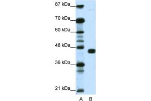 Western Blotting (WB) image for anti-Peroxisome Proliferator-Activated Receptor gamma (PPARG) antibody (ABIN2461870) (PPARG 抗体)