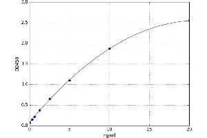 NK2 Homeobox 1 (NKX2-1) ELISA Kit