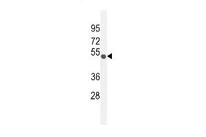 C Antibody (C-term) (ABIN654765 and ABIN2844446) western blot analysis in mouse Neuro-2a cell line lysates (35 μg/lane). (CO027 (AA 503-531), (C-Term) 抗体)