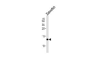 Western blot analysis of lysate from Zebrafish tissue lysate, using (DANRE) fabp10a Antibody (N-term) (ABIN6244298 and ABIN6577496). (FABP10A 抗体  (AA 30-63))