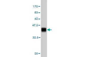 Western Blot detection against Immunogen (37. (ZNF41 抗体  (AA 221-321))