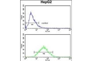ZFP36 Antibody (Center) (ABIN652459 and ABIN2842311) flow cytometry analysis of HepG2 cells (bottom histogram) compared to a negative control (top histogram). (ZFP36 抗体  (AA 119-148))