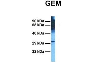 Western Blotting (WB) image for anti-GTP Binding Protein Overexpressed in Skeletal Muscle (GEM) (C-Term) antibody (ABIN2775304)