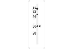 Western blot analysis of GL8D2 Antibody (N-term) (ABIN650918 and ABIN2839994) in 293 cell line lysates (35 μg/lane). (GLT8D2 抗体  (N-Term))