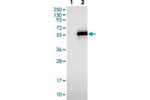 Western blot analysis of Lane 1: Negative control (vector only transfected HEK293T lysate). (TWIST Neighbor 抗体)
