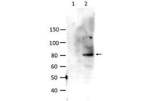 Western Blot of Rabbit anti-STAT6 pY641 antibody. (STAT6 抗体  (Internal Region, pTyr641))