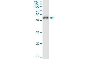 Immunoprecipitation of RRS1 transfected lysate using anti-RRS1 MaxPab rabbit polyclonal antibody and Protein A Magnetic Bead , and immunoblotted with RRS1 purified MaxPab mouse polyclonal antibody (B02P) . (RRS1 抗体  (AA 1-365))