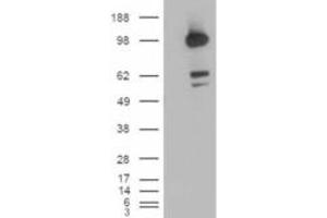 Western Blotting (WB) image for anti-CUB Domain Containing Protein 1 (CDCP1) (C-Term) antibody (ABIN2465191) (CDCP1 抗体  (C-Term))