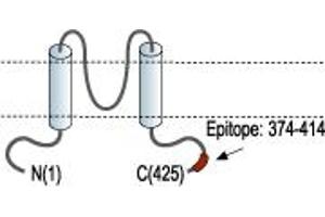 anti-Potassium Inwardly-Rectifying Channel, Subfamily J, Member 6 (KCNJ6) (AA 374-414), (C-Term), (Intracellular) antibody