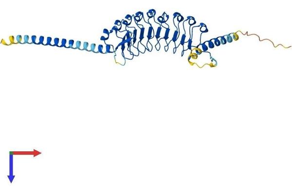 LRRC39 Protein (AA 1-337) (His tag)