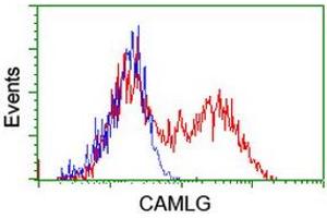 HEK293T cells transfected with either RC218292 overexpress plasmid (Red) or empty vector control plasmid (Blue) were immunostained by anti-CAMLG antibody (ABIN2455605), and then analyzed by flow cytometry. (CAMLG 抗体)