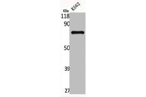 Western Blot analysis of K562 cells using GNL1 Polyclonal Antibody (GNL1 抗体  (N-Term))