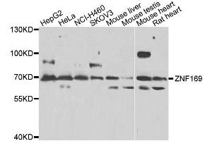 Western blot analysis of extracts of various cell lines, using ZNF169 antibody. (ZNF169 抗体)