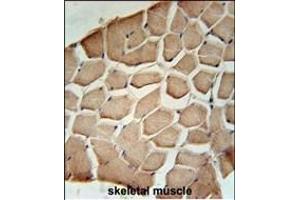 NL3 Antibody (N-term) (ABIN651514 and ABIN2840273) immunohistochemistry analysis in formalin fixed and raffin embedded human skeletal muscle followed by peroxidase conjugation of the secondary antibody and DAB staining. (NIPAL3 抗体  (N-Term))