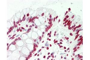 Anti-CCNL2 / Cyclin L2 antibody IHC staining of human colon. (Cyclin L2 抗体  (AA 338-366))