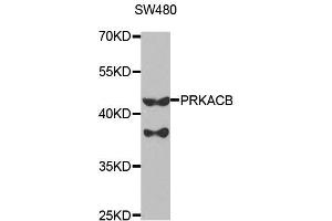 Western blot analysis of extracts of SW480 cells, using PRKACB antibody. (PRKACB 抗体  (AA 1-351))
