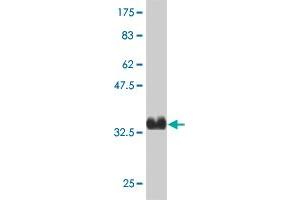Western Blotting (WB) image for anti-Potassium Voltage-Gated Channel, Subfamily G, Member 3 (KCNG3) (AA 23-121) antibody (ABIN531220)